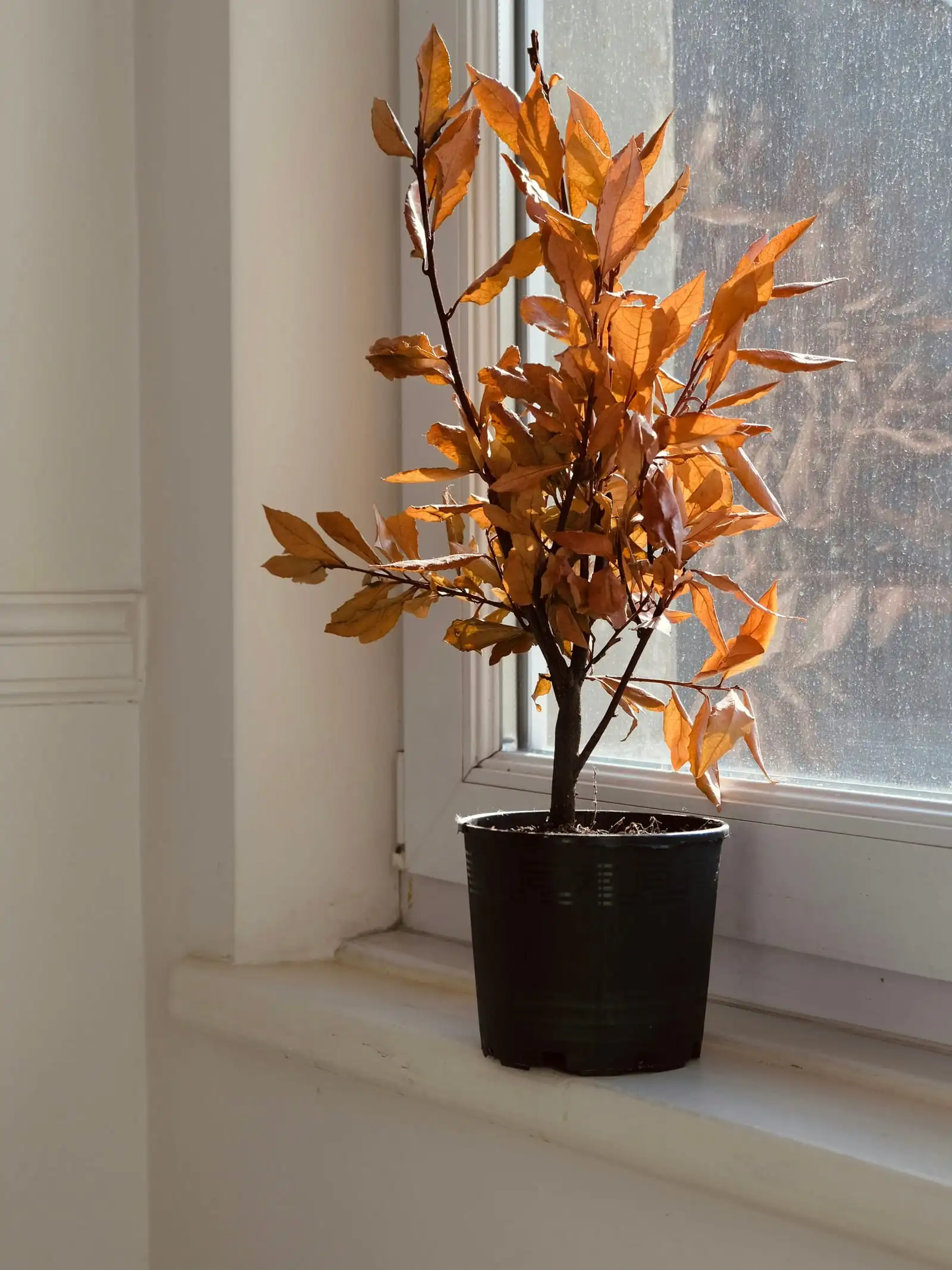 A young potted tree with bronze leaves on a white windowsill in afternoon sun.